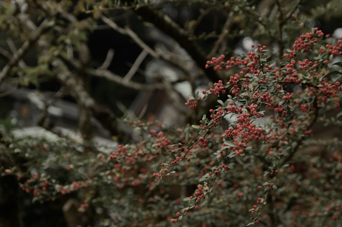 CyPm4f's tweet image. #写真好きな人と繋がりたい
今日は宮崎県高原町をブラブラ📷
何をしたい訳でもなく、ただただ無駄な時間を過ごす。無駄って事はないけど、普段めっちゃバタバタとした生活と仕事をしていると、たまにはこんな時間の使い方があってもいいかな😌