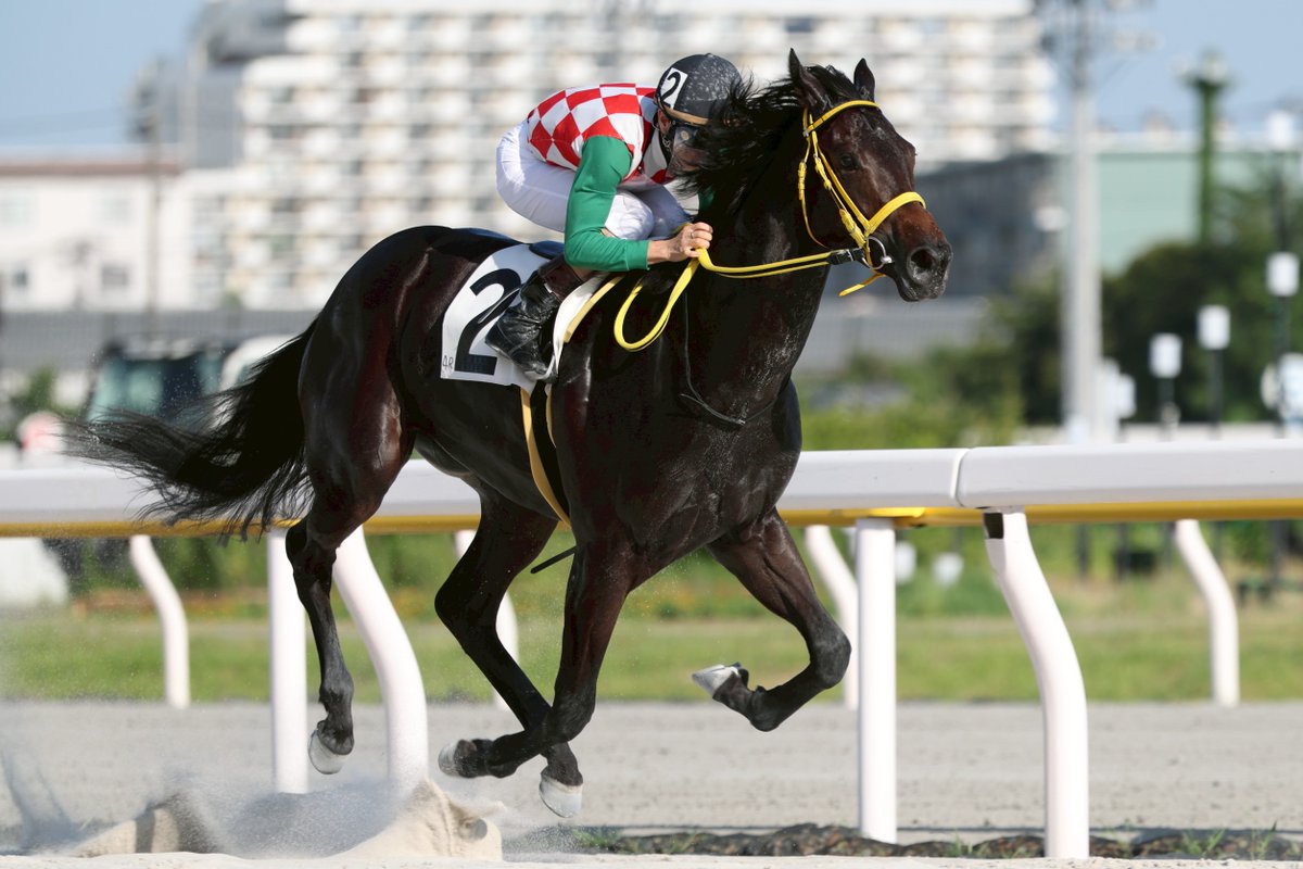 明日(11/18)の川崎11RはGRANDAME-JAPAN2025 神奈川新聞社賞 ローレル賞（SII）

1着から3着までに東京2歳優駿牝馬（12/31、大井）の優先出走権が与えられる地方交流のトライアル‼️

船橋からトウキョーアンナ（本橋孝太騎手、石井勝男厩舎）、
カンターレ（岡村健司騎手、山本学厩舎）、