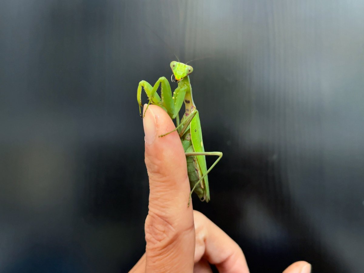 udon01410141's tweet image. 家の前にカマキリがいた