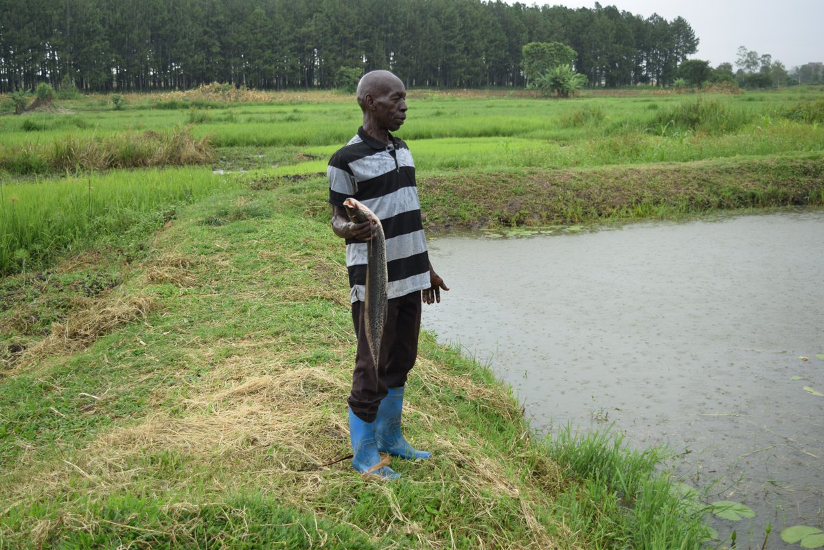 Across Uganda’s Lango sub-region, communities are taking the lead in protecting &amp; restoring wetlands.

Through committees, residents are ditching rice growing &amp; sand mining, embracing sustainable practices such as fish farming &amp; reforestation.

Here's how👉bit.ly/4r9au0Y