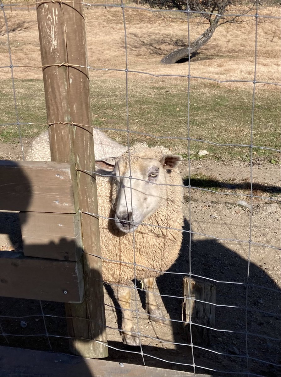 uchidarockgo's tweet photo. 知り合いの親がやっているペンションに泊まり、知り合いに動物王国に連れて行ってもらいました。旅行のお供は『#羊をめぐる冒険』。
羊と（背中に星の印のついた羊はいなかった）、ありくいと、ジャガーがいて思わず写真におさめました。
シロアリの女王は見当たらなかったですが・・😃 https://t.co/IZ8oLm7NWw