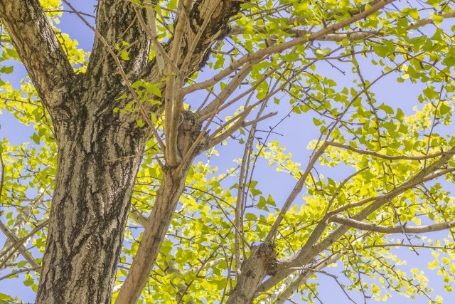 machida_lum's tweet image. おはようございます。
今日は #ウォーキング
ウォーキングはリズム運動。
自律神経を整えるのにぴったりです。
日中太陽を浴び、運動をし、夜眠れるように。
生活リズムを整えて参りましょう。