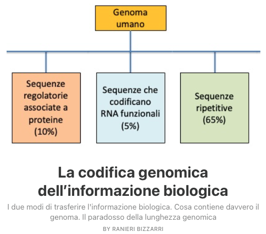 Ranieri Bizzarri tweet media