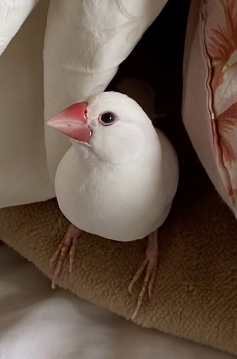 ちゅん太こすじろう (@Chuntakos5) / Posts / X