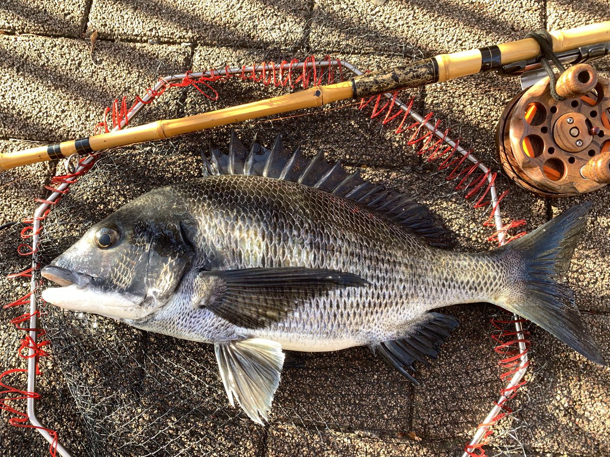 7-5-3
西日が暑い日でした
全部日向😳