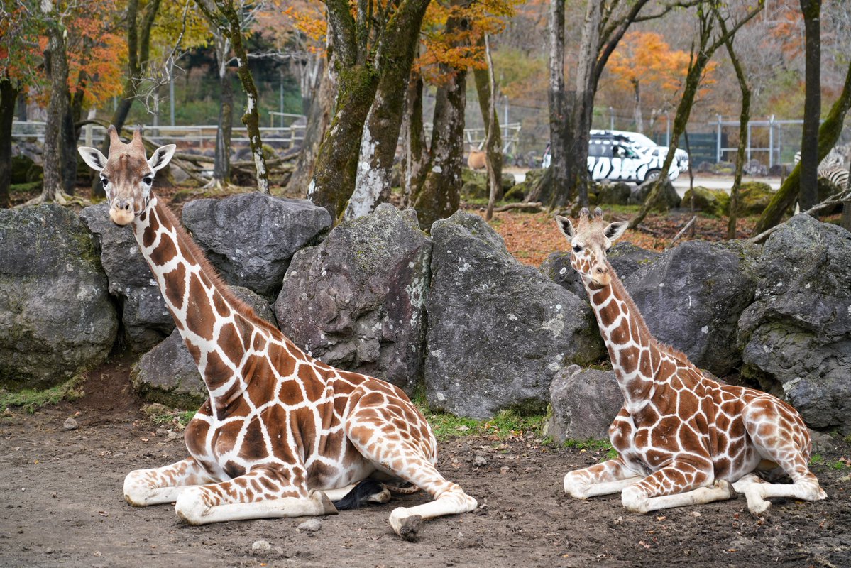 fuji_safari1980's tweet image. 2頭並んで座るキリン🦒

野生では、なかなか見ることができない光景です👀

#キリン #giraffe #富士サファリパーク  
fujisafari.co.jp/animal-safari/…