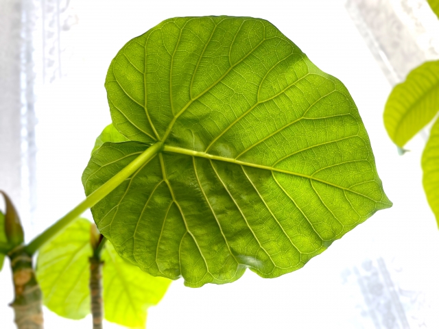 machida_lum's tweet image. おはようございます。
今日はマットヨガの日
ヨガインストラクターを招いて、しっかりレクチャー頂きます。
参加すると「心身がスッキリした」「あたたまった」などなど変化を実感。
お家でもやってみてくださいね。