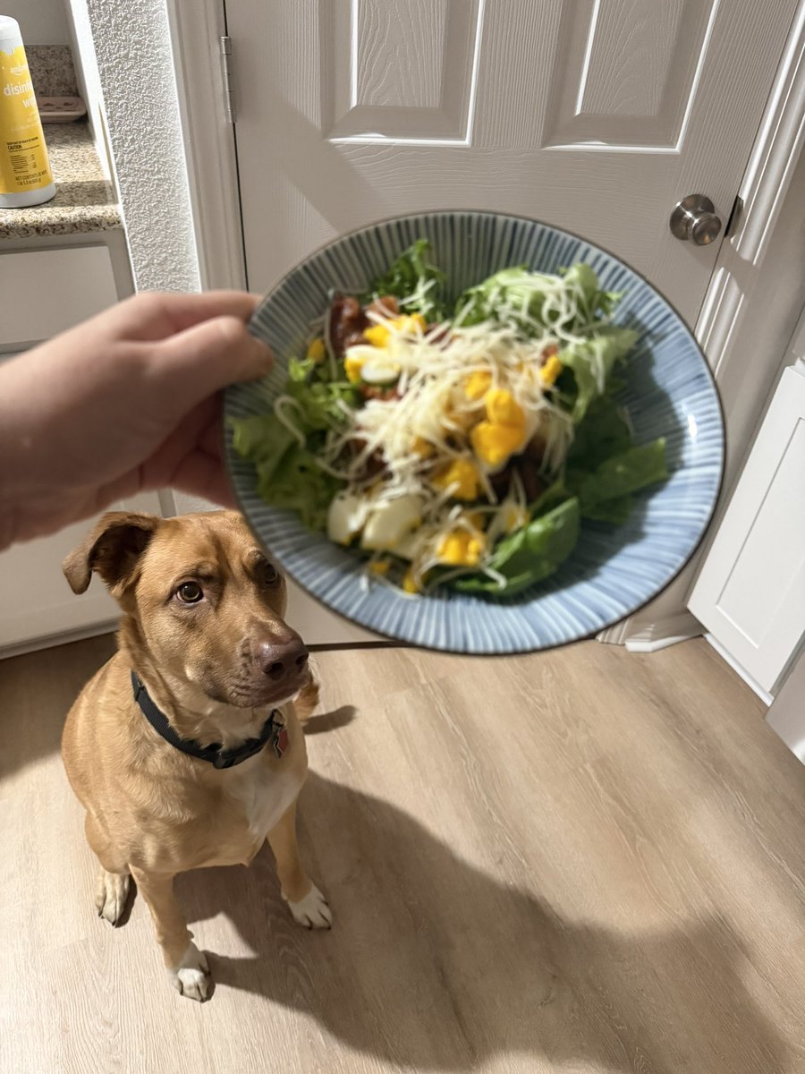 I cooked eggs and bacon for my salad topping, my dog was very interested in the bacon