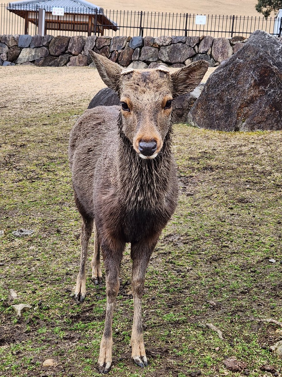 奈良公園来てる🏍️