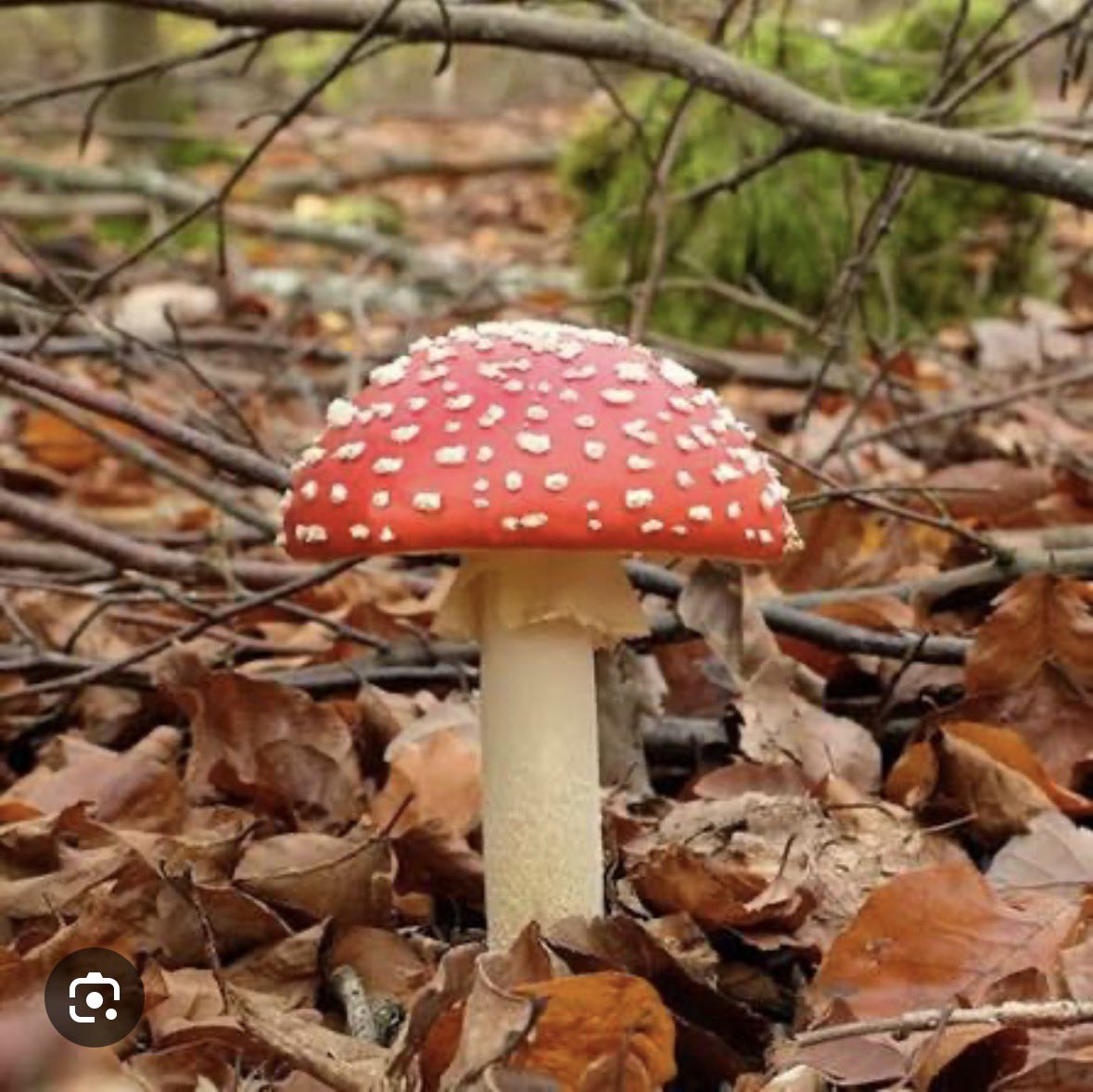 szatko80's tweet image. Wczoraj kilku zawodników na tym pięknym portalu próbowało mnie przekonać, że spożywanie tych rzeczy jest zupełnie normalne i zdrowe.