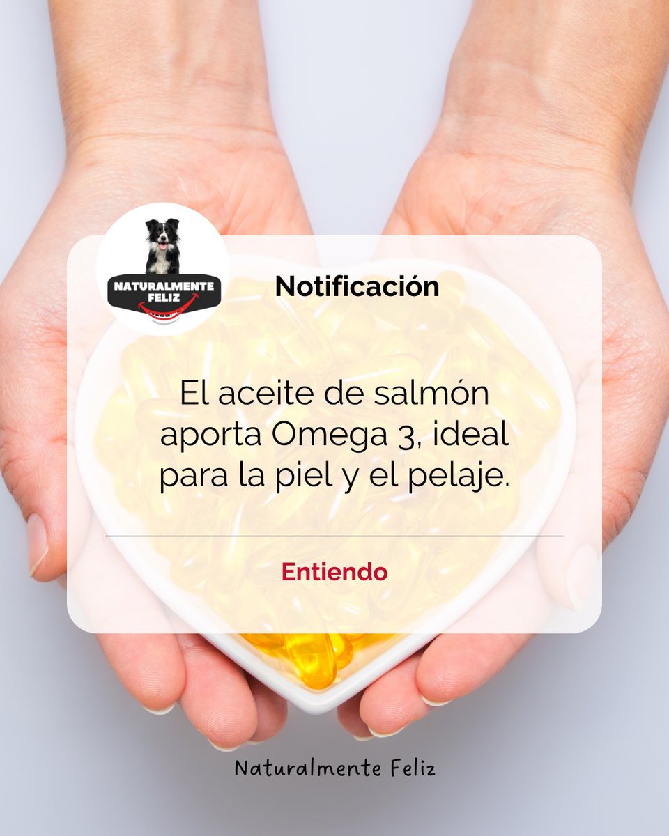 Natural_Feliz's tweet photo. El aceite de salmón es una gran fuente natural de Omega-3 para perros y gatos: ayuda a la piel, mejora el brillo del pelaje y aumenta la palatabilidad de sus comidas.
 Un gesto sencillo que marca la diferencia 🐾✨ https://t.co/YWwc3KroAk