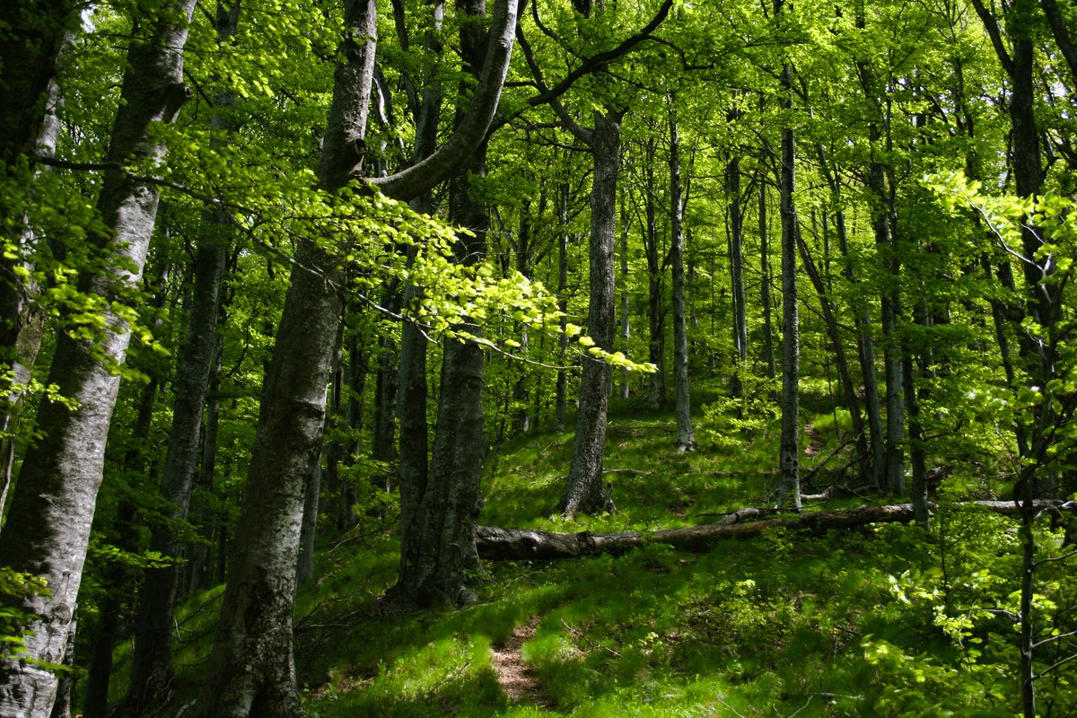 📅 16 noiembrie – Ziua Patrimoniului Mondial UNESCO din România
Din aproape 24.000 ha protejate, peste 98% se află în administrarea Romsilva, adică 7 din cele 8 situri UNESCO care adăpostesc pădurile seculare și virgine de fag din Carpați!
#UNESCOheritage #FORESTS #Romsilva

🌲