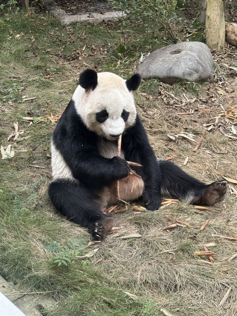 xia_lemon's tweet image. Hallo!🍁

#panda
#枫浜 #fuhin