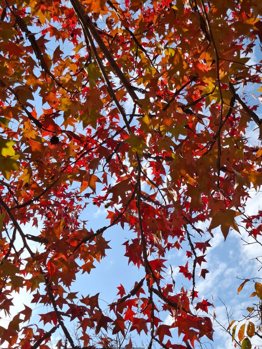 Tomoki_Bird's tweet image. Serenity 

#nature #naturephotography #tree