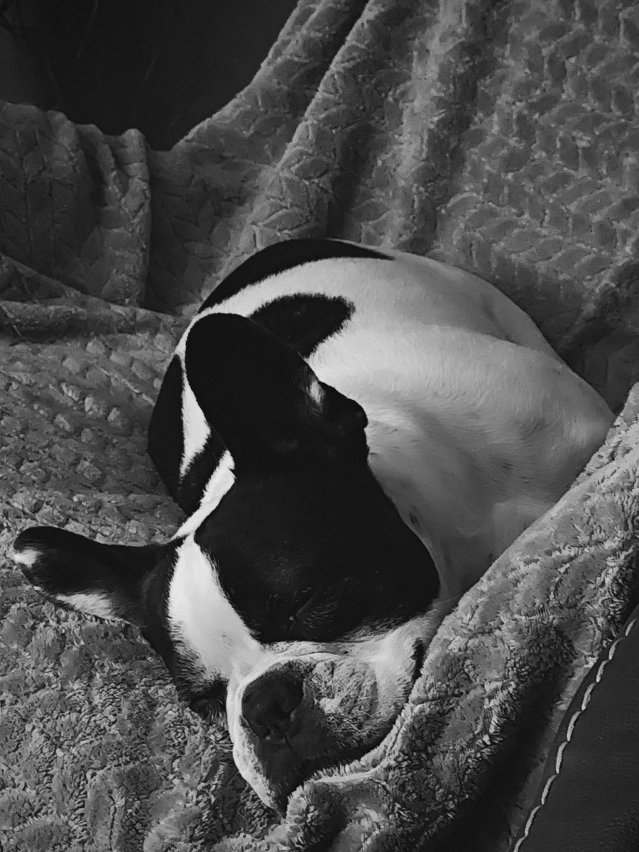 EdithPY2's tweet image. Quand chien beaucoup marché, chien fatigué...