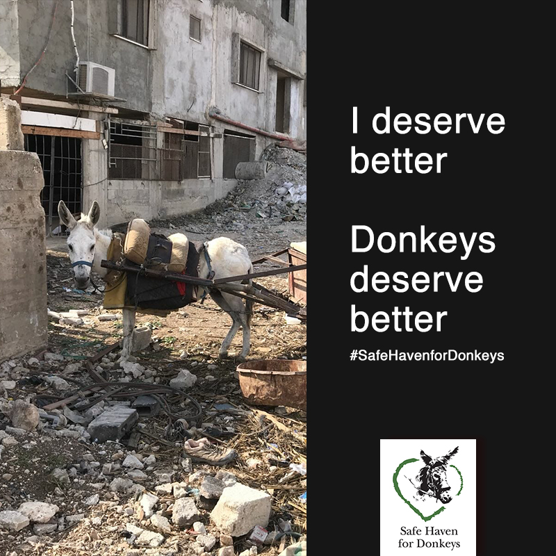 💔 Sadly, many donkeys are found by our mobile clinic tightly tied up, often with heavy loads still attached with no possible chance of manoeuvre to rest, no drinking water &amp; sometimes left in full sun for hours 😢
🚨 Please help us help more donkeys 🙏 
ow.ly/aqnK50XrP8r