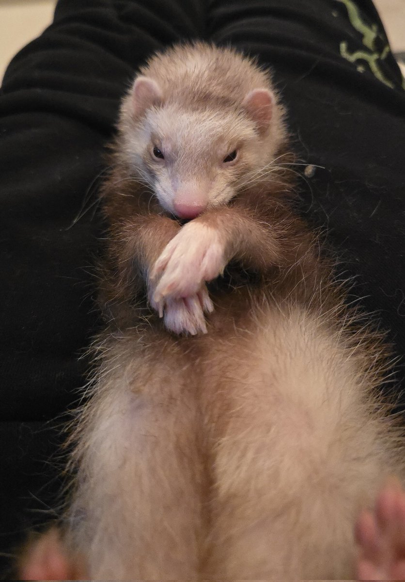FerretPosting's tweet image. Henwee