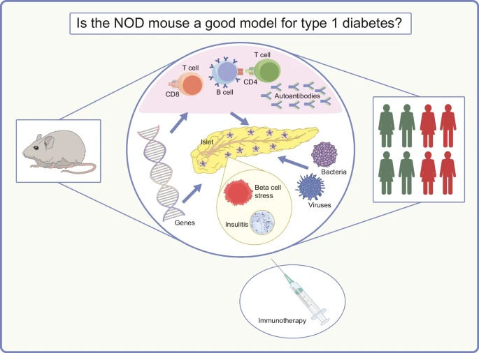 Discover how research in NOD mice enhances our understanding of human type 1 diabetes in this review exploring genetics, beta cell stress, immune responses, autoantigens &amp; immunotherapies. Read more <a href="/JAPearsonLab/">James Pearson</a> #T1D #DiabetesResearch link.springer.com/article/10.100… 🔓