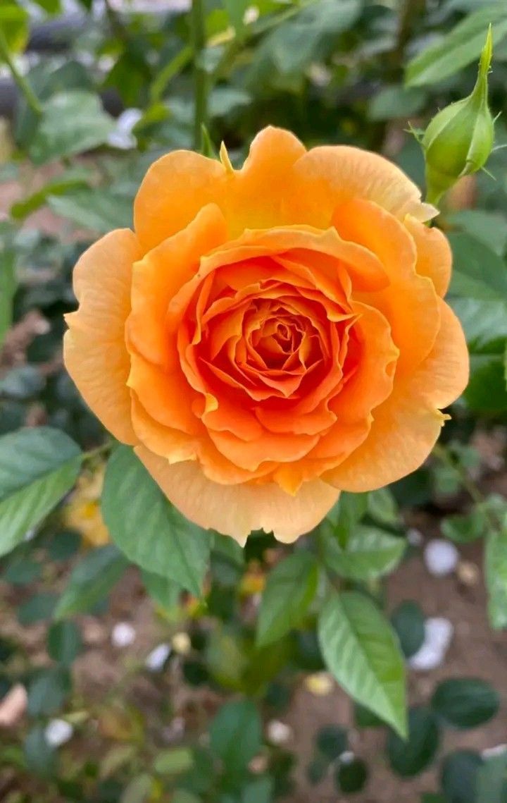 e1iasa1exander's tweet image. Happy Monday #HappyMonday #Rose