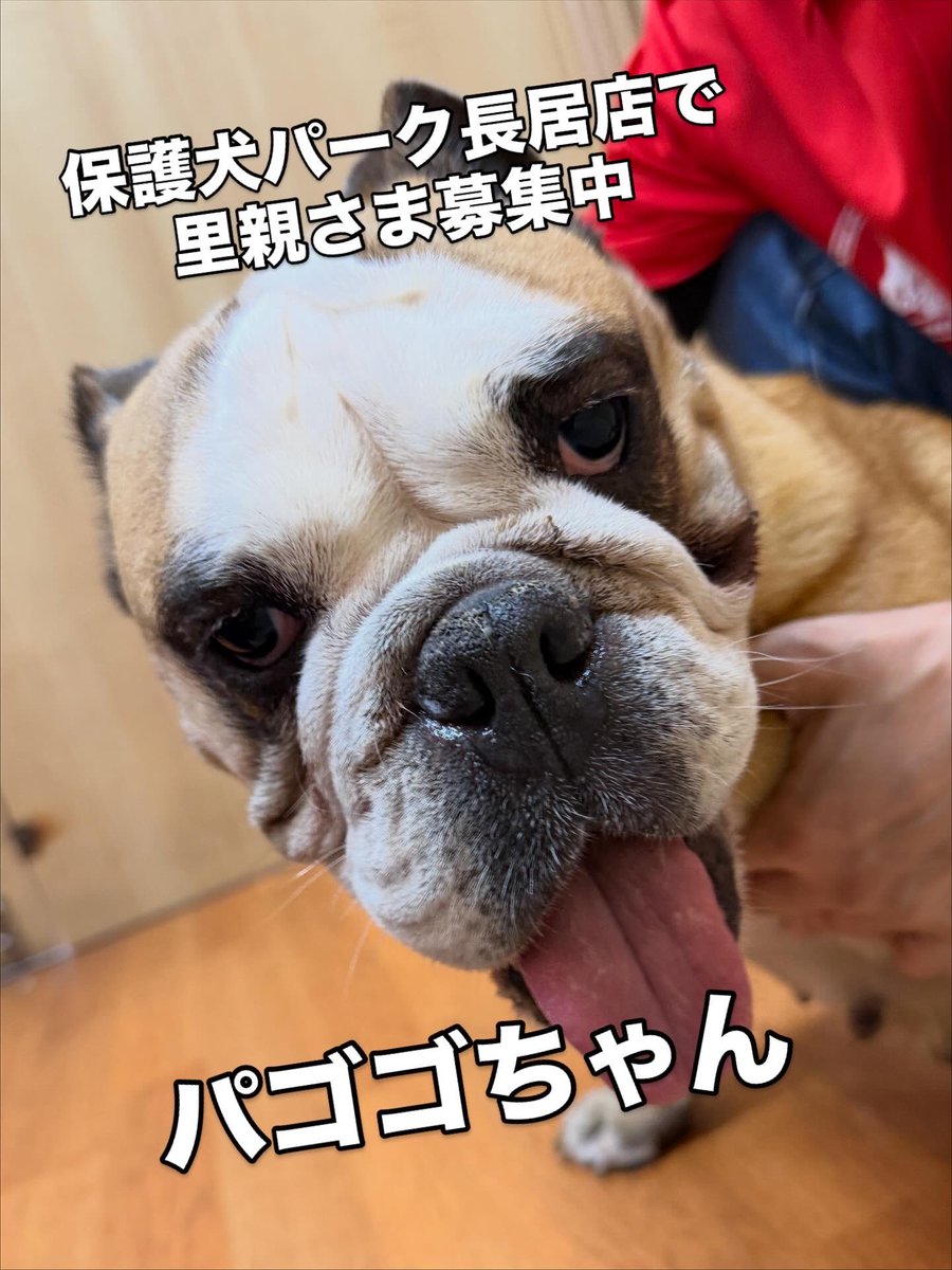 確認ページ♡わんこ ❤️新メンバーがやってきました❤️ パゴゴ/女の子/5才/16.84kg