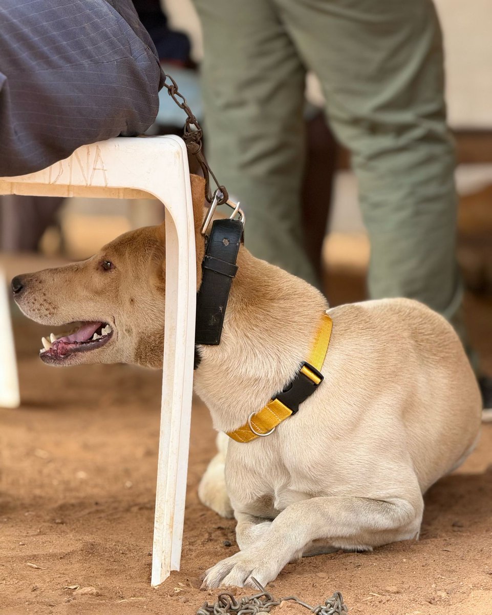 Uniquely Paws tweet media