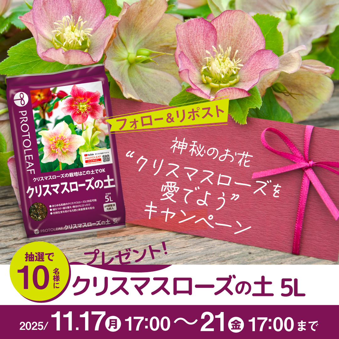 🌱神秘のお花 クリスマスローズを愛でよう#キャンペーン ＼ 抽選で10