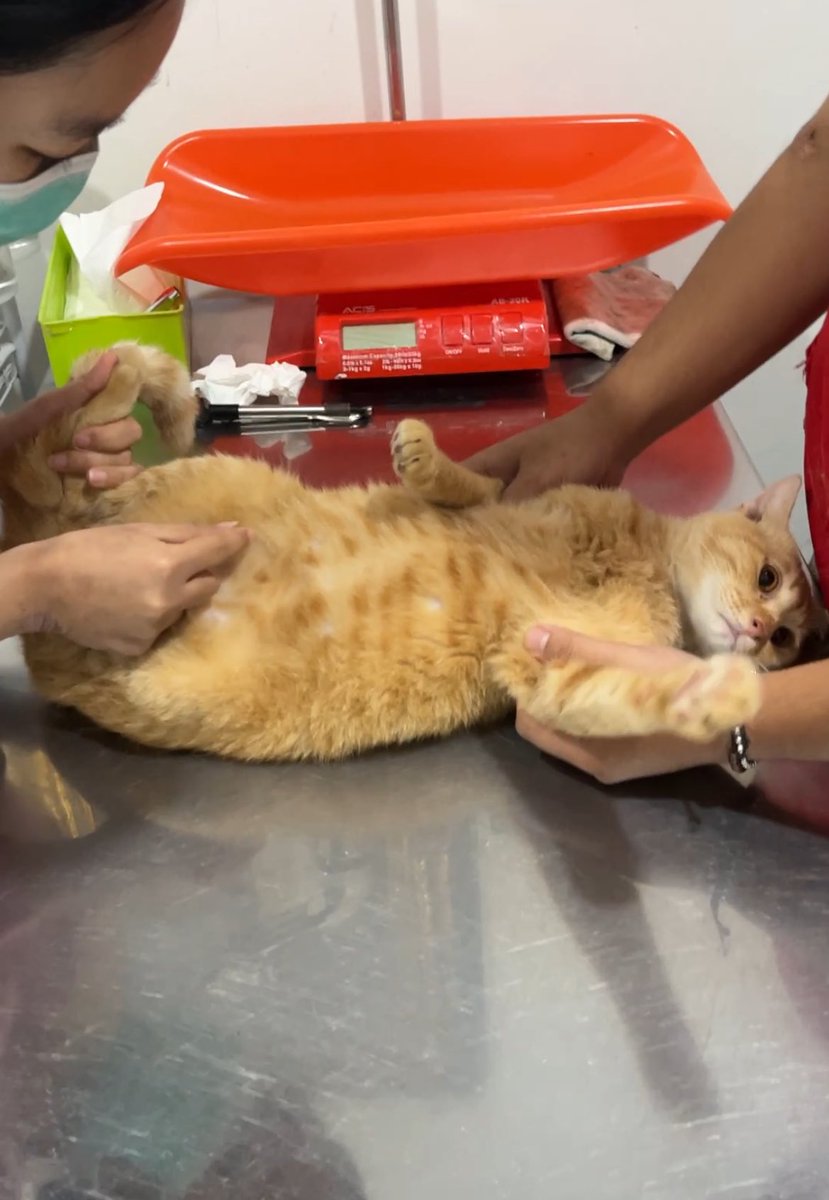 Milo🐥 Uno🦖 tweet media