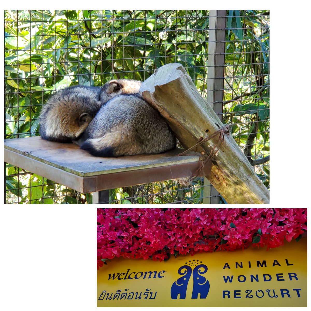 剥製たぬき❤️ たぬき剥製