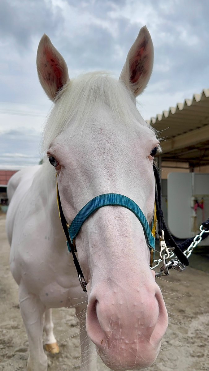 競走馬は「血を繋ぐスポーツ」と言われています🏇

これから先も、アオラキの血を繋ぐ馬たちが、何年も何十年も続いていくと思います🐴🩵🤍
私たちアオラキfamilyも、その子たちと一緒に歩みながら、同じように長く続けていきたいです。

そしていつか、アオラキを知らない人たちにも、