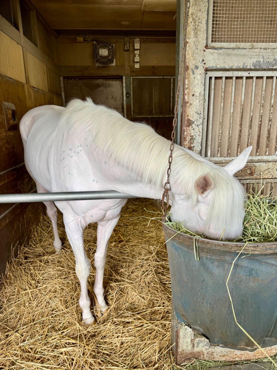 千納言 (@chinagon) / Posts / X