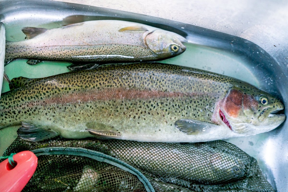 秋、ニジマス、でかい