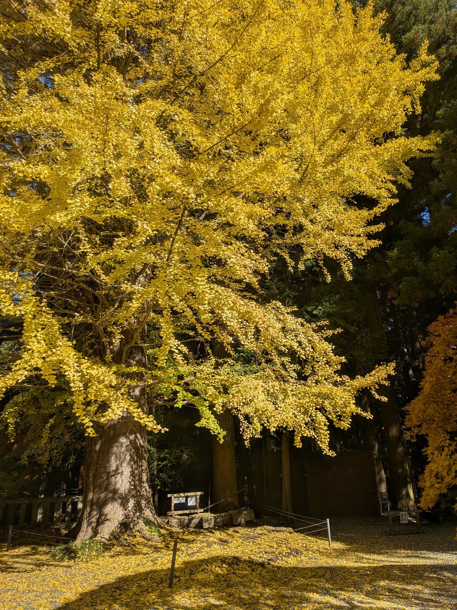 今日は晴天！
これは山中湖に行くしかない！
ありがとう、振休。
#モンキー125