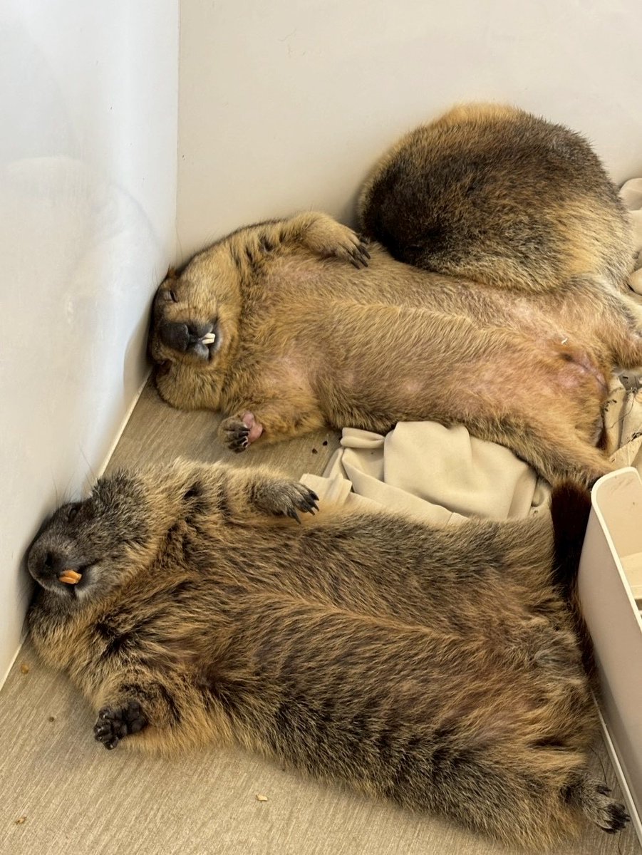 夢の中でシンクロするマーモット兄弟が可愛すぎるから見て