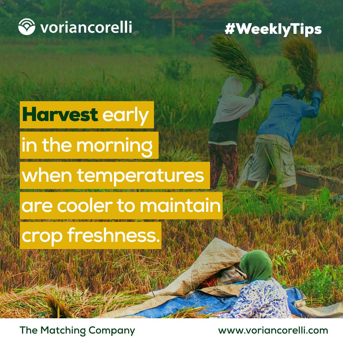 voriancorelli's tweet photo. Cool dawn, cooler temps—harvesting at sunrise keeps the harvest fresh and the flavor bright. 🌅🌾
#MorningHarvest #FreshFields #Agriculture #Voriancorelli https://t.co/I5dqOB5jYB