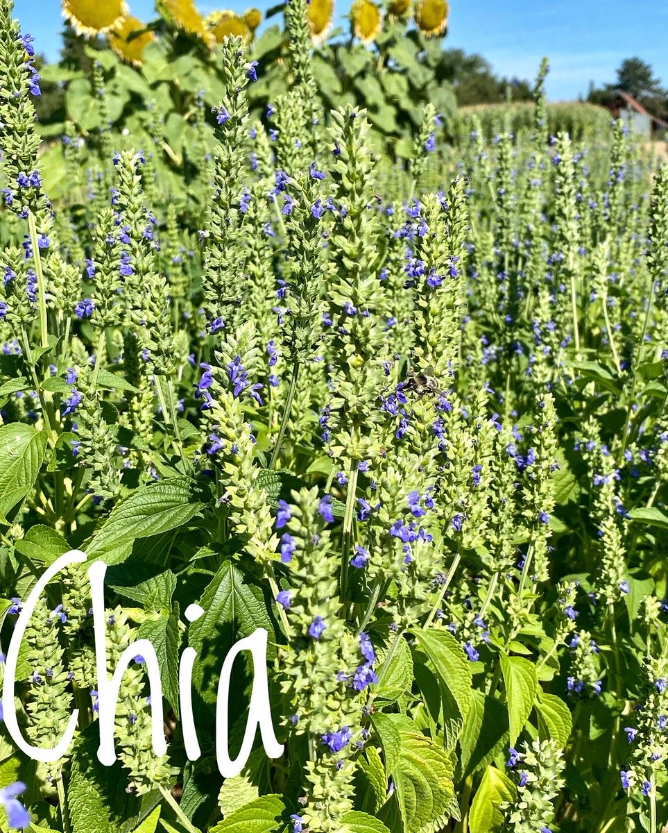 Einkorn - Chia Brot, etwas ganz besonderes Feines. Trotz Vollkorn attraktiv hell und gelblich mit sehr feinnussiger Note. Übrigens: Dank unserer Arbeit gibt es mittlerweile Einkornsorten mit deutlich besseren Backeigenschaften und Chiasorten, die man hier in D anbauen kann