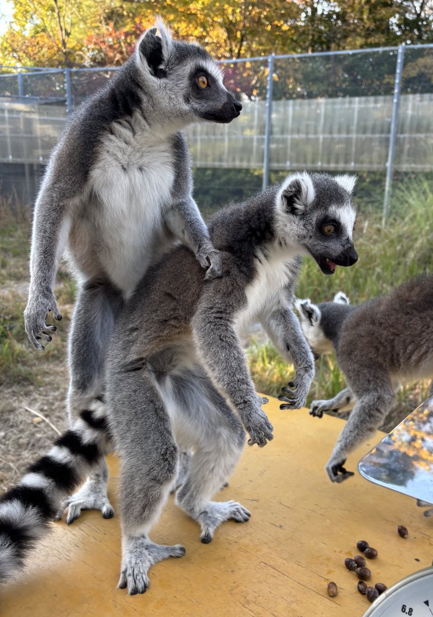 ワオキツネザル