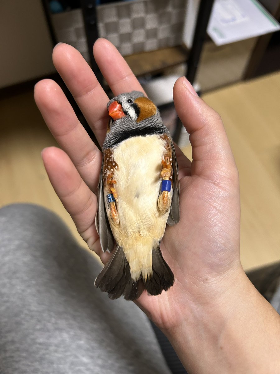 まめちこ (@19mskoii) / Posts / X