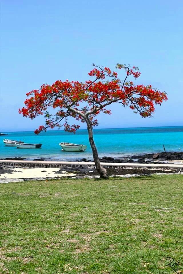 Mauritius Island tweet media