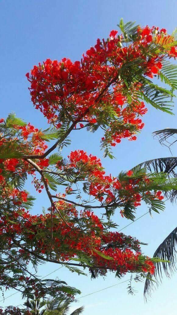 Mauritius Island tweet media