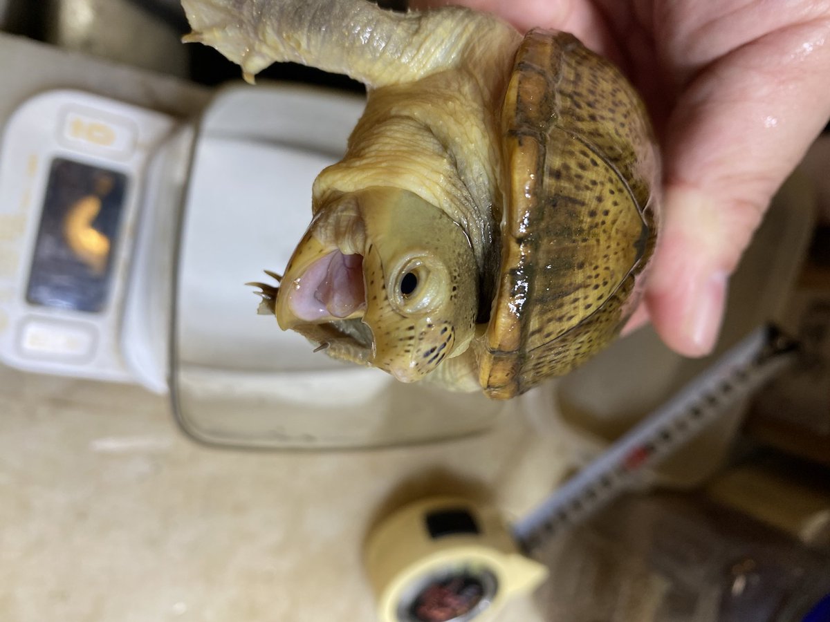 ハラガケガメCBの育てたものです