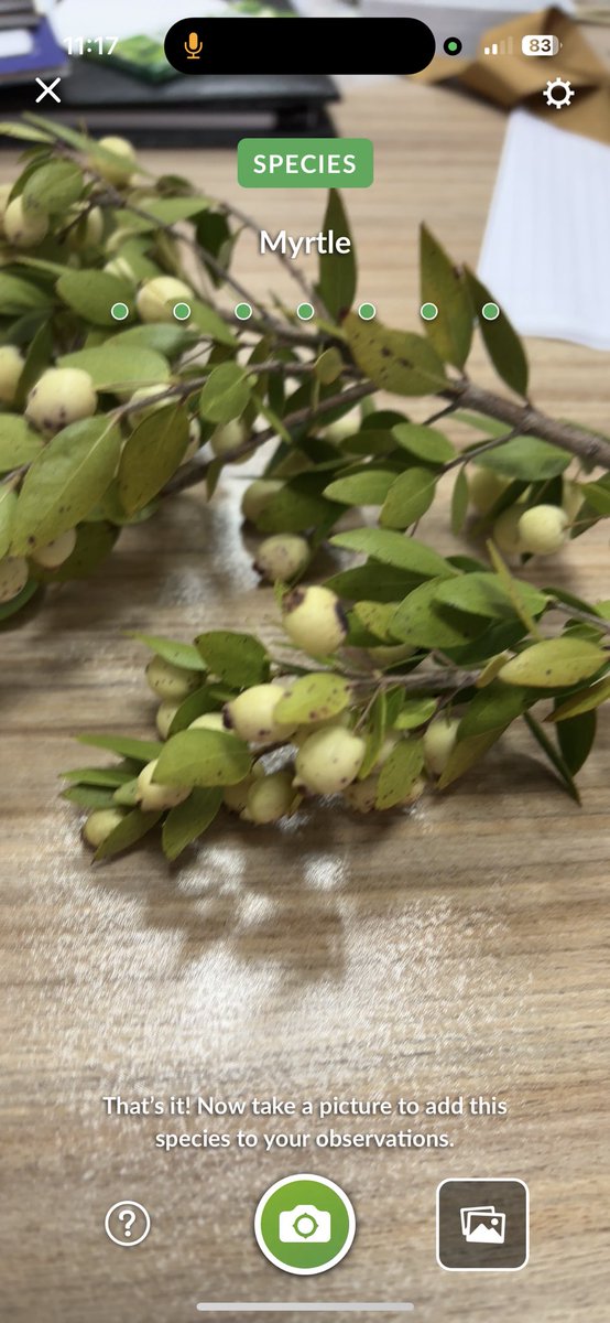 kutkut16's tweet photo. #murt #mersin #Myrtle #myrtuscommunis https://t.co/HdO21PP9ij