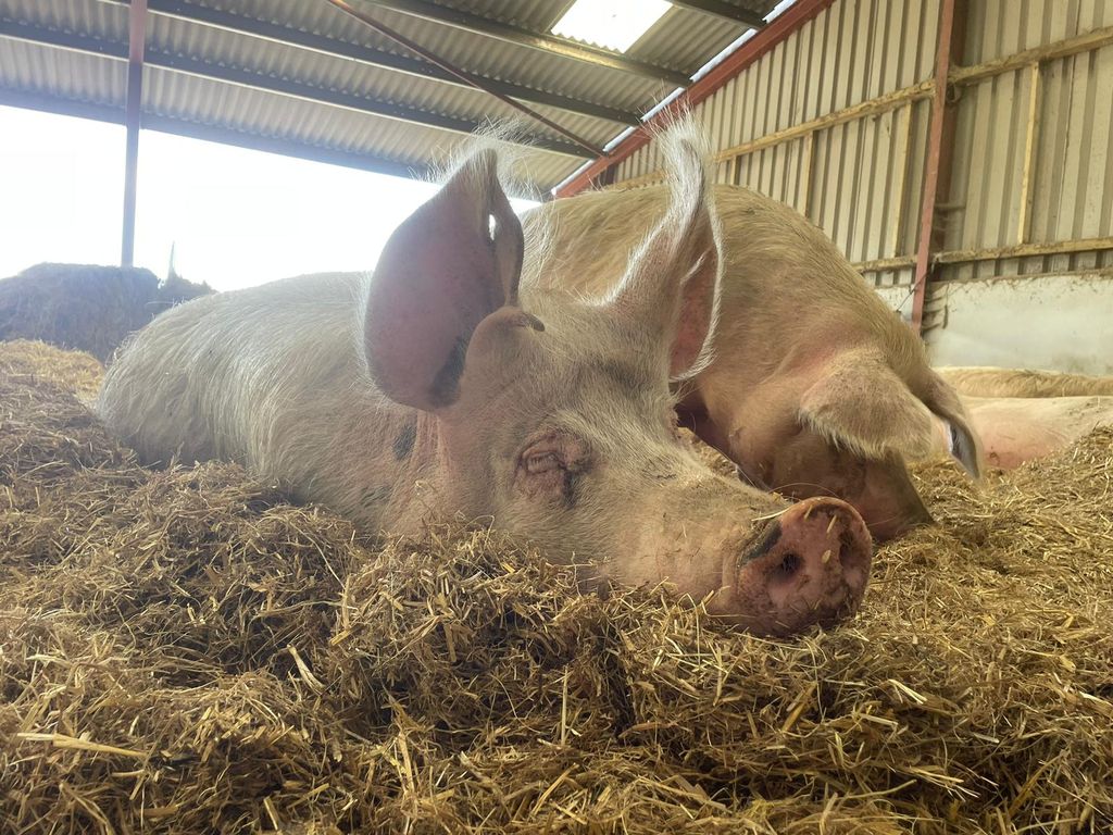 RathboneKim's tweet image. Pigoneer Pig Of The Day Glenys!
Having an after lunch snooze💤
And staying cosy in this wet, cold winter weather. 🤗
Winter is very costly and hay prices are huge. Please become a #Pigoneer to help support these beautiful rescued pigs 
Only £2.50 a month⬇️
globalvegancrowdfunder.org/pigoneer-2000-…