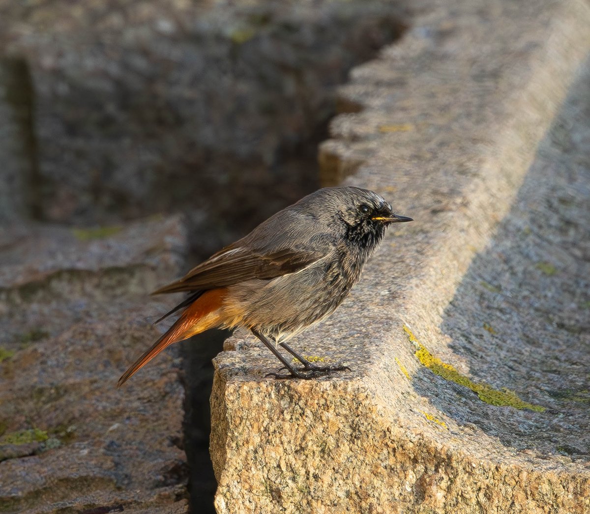 Black Redstart