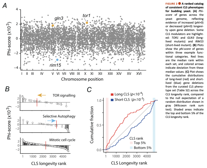 MicrobialCell's tweet image. New research article by Cruz-Bonilla et al.: &quot;The core genetic drivers of chronological aging in yeast are universal regulators of longevity&quot;

microbialcell.com/wordpress/wp-c…