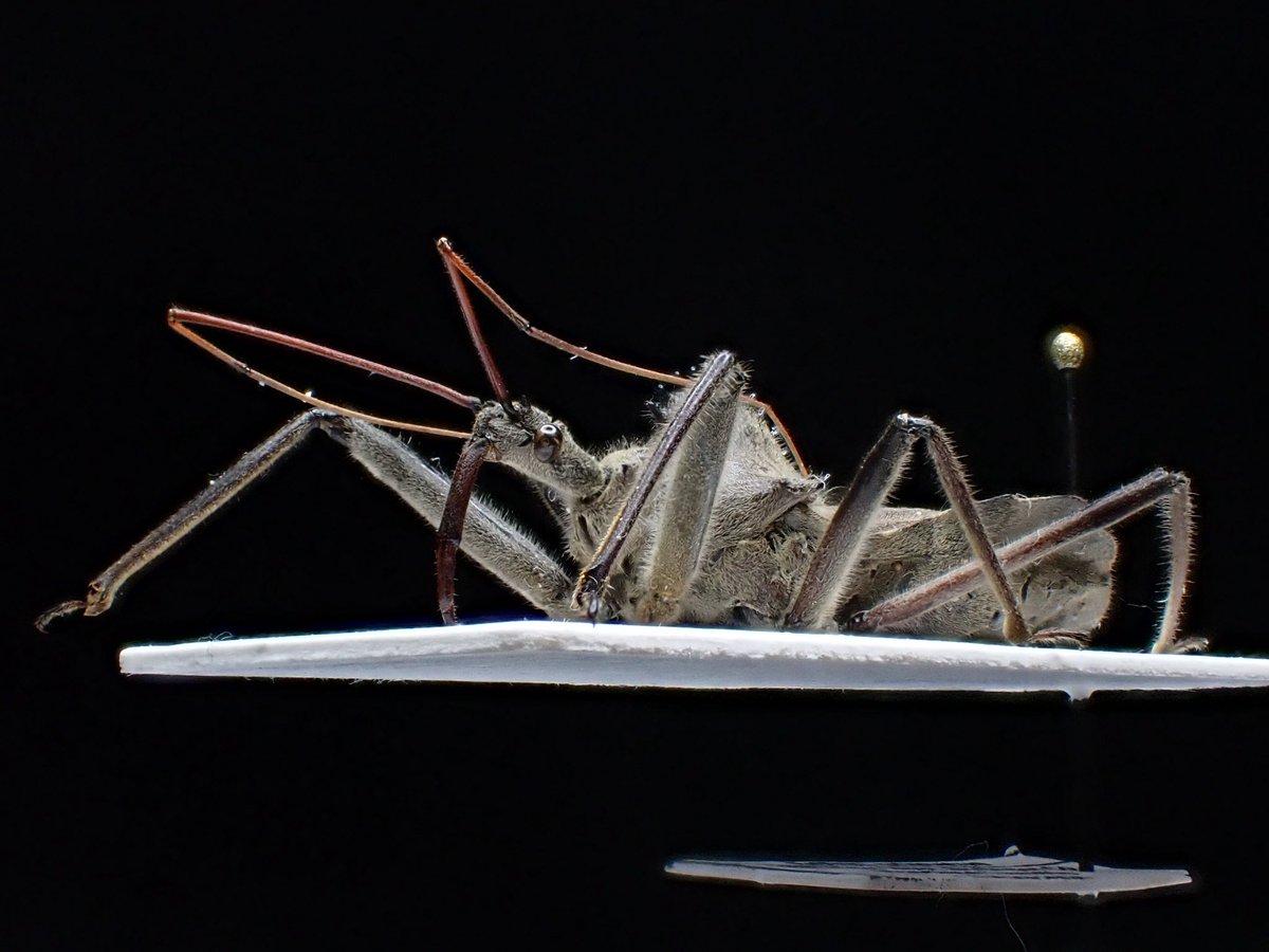 花と角」 (@dkyygbs) / Posts / X