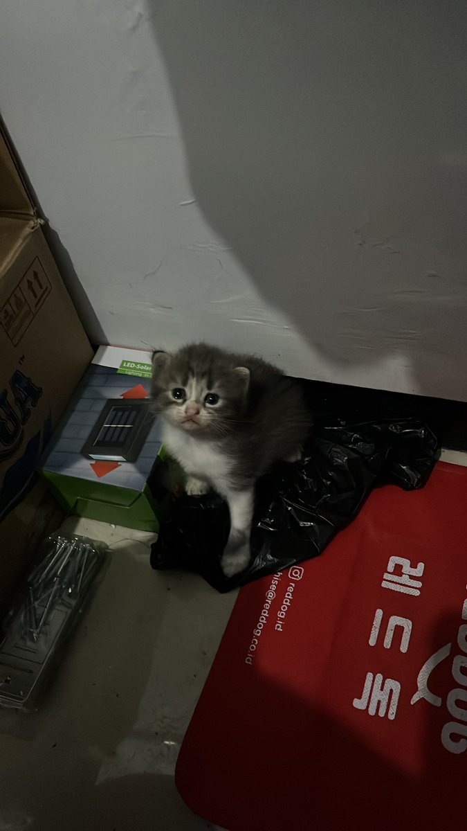ciohri's tweet photo. Kitten https://t.co/JRdTLSfp1L