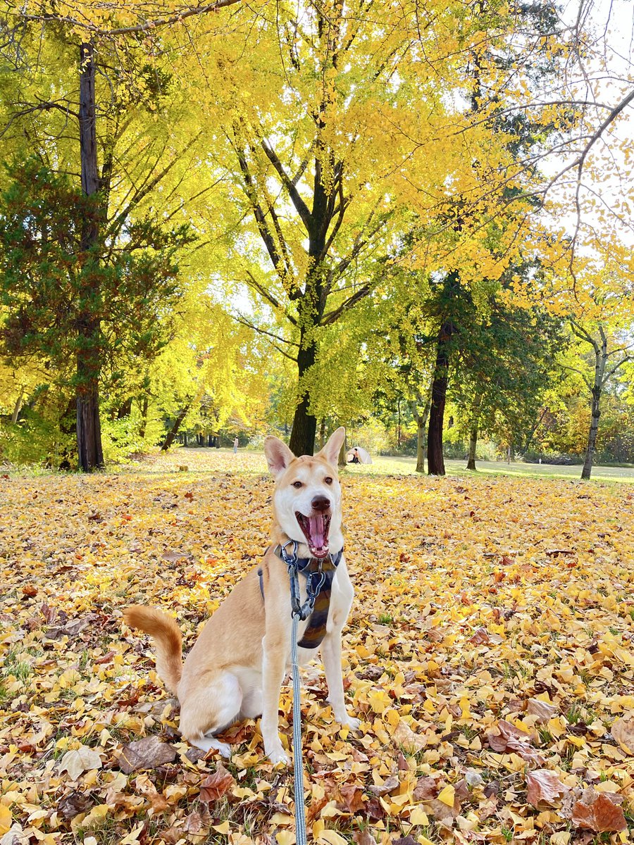 やっと秋🍂
#雑種犬