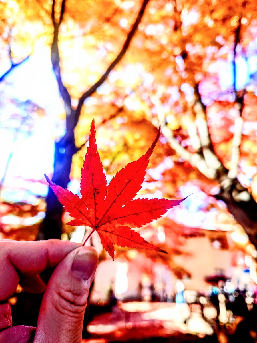 kamome1876's tweet photo. 秋のおすそ分け。
 #秋模様
 #紅葉 
 #写真撮ってる人と繋がりたい https://t.co/6iPyIfyEls