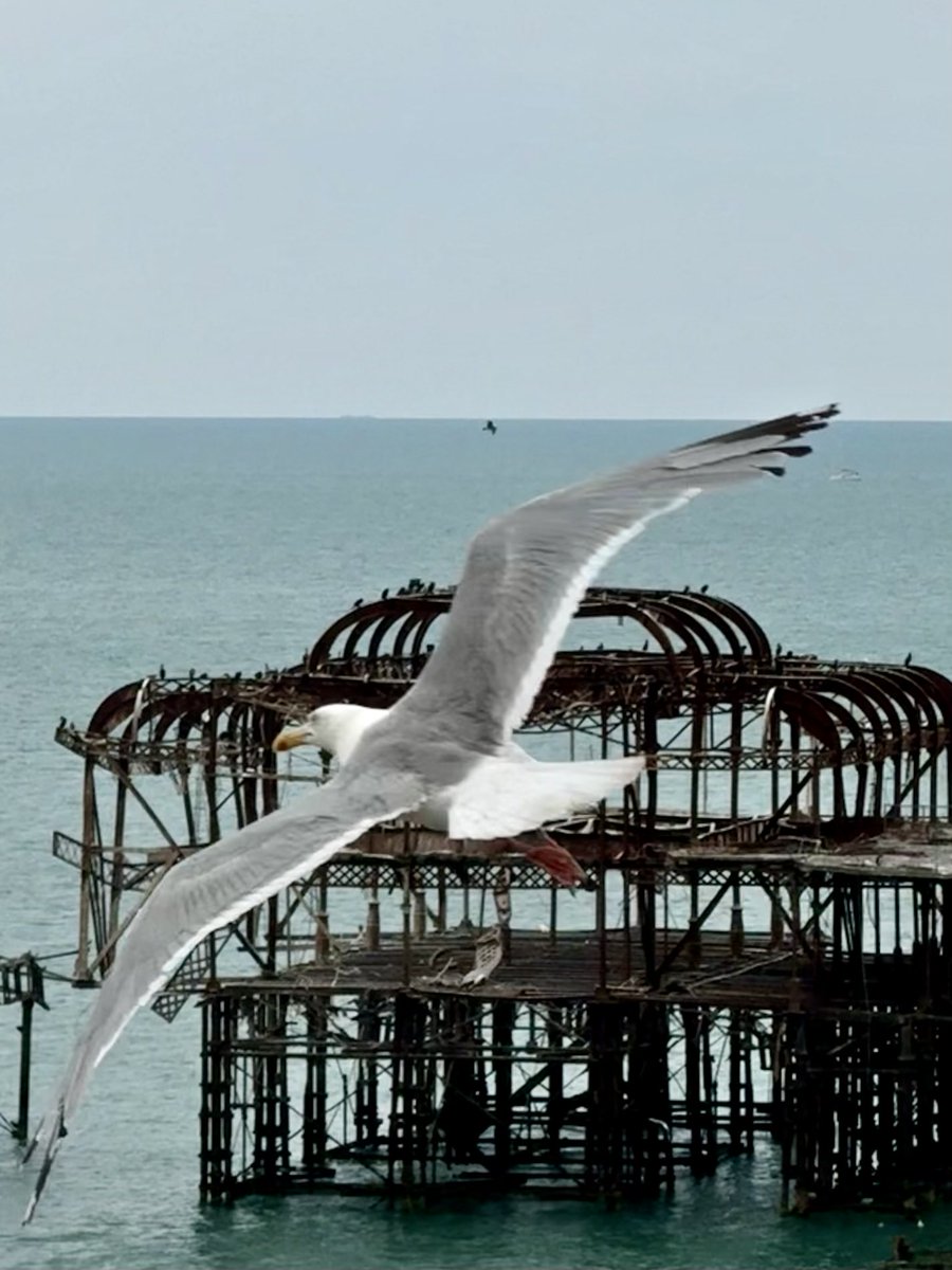 Steveontour1's tweet photo. @DailyPicTheme2 Kevin’s home is sadly in #ruins. #UsualSeagull #Brighton #WestPier #DailyPictureTheme https://t.co/pvDMriRoqq