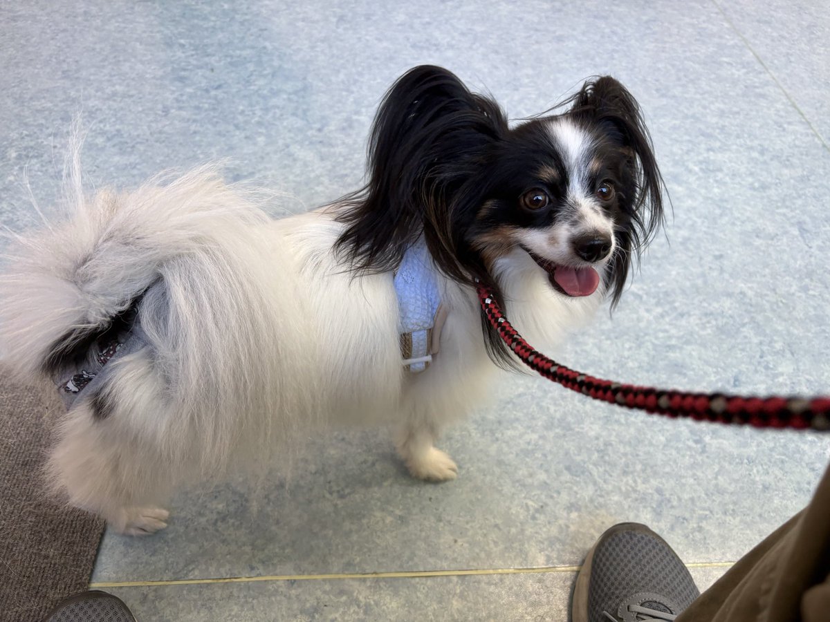 nalcaritan's tweet image. 今日はゆきの再診日でした🏥
次回の診察で包帯外そうかと。
包帯してる限りは普通に歩けるし、なんなら軽く走れるのですが…
外してみないと股関節脱臼がどうなるかわからないのが:(´◦ω◦`):
#パピヨン 
#きょうのわんこ